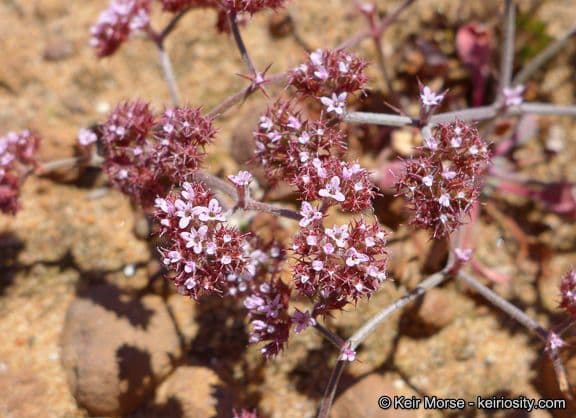 Chorizanthe staticoides 10