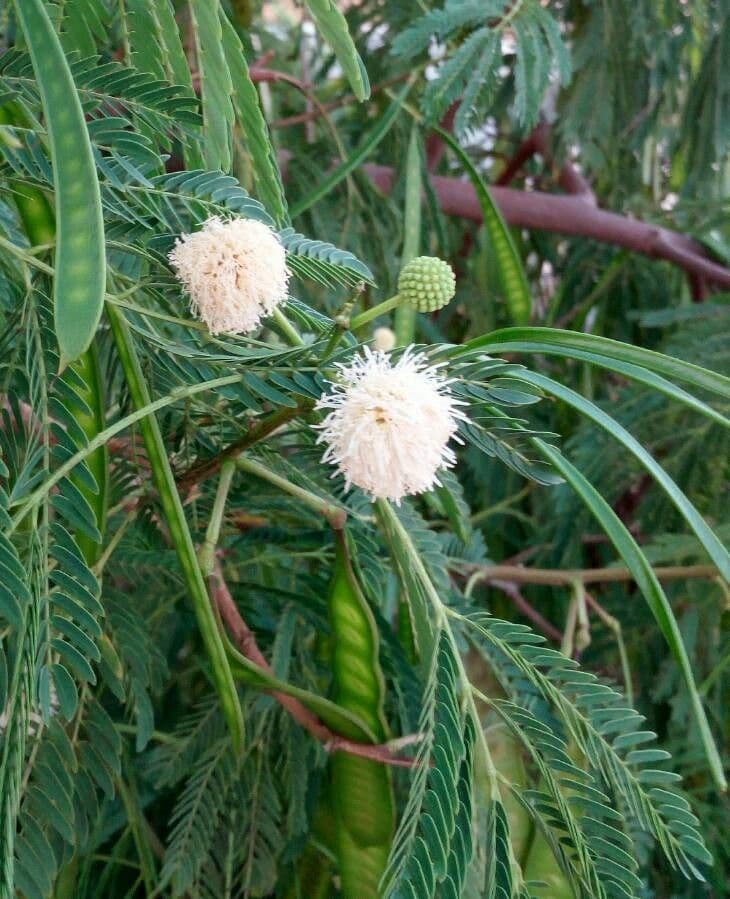 Leucaena 10