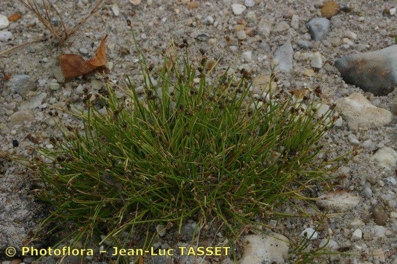Schoenoplectus setaceus 11