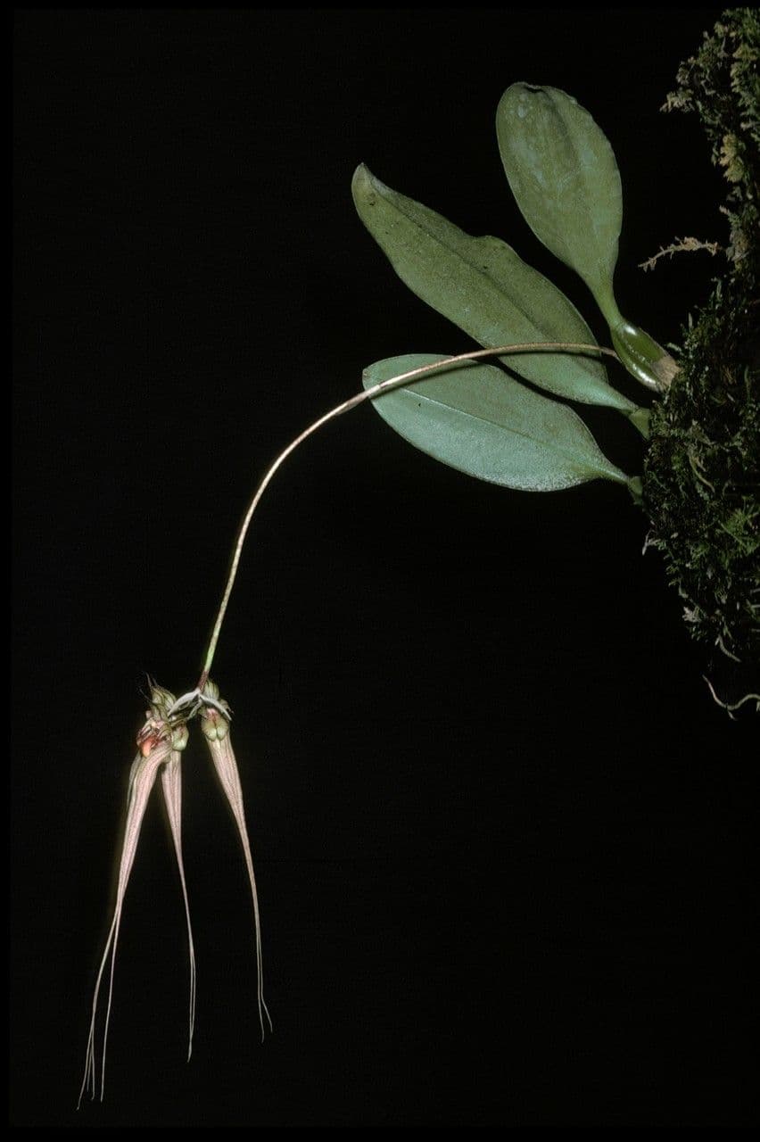 Bulbophyllum