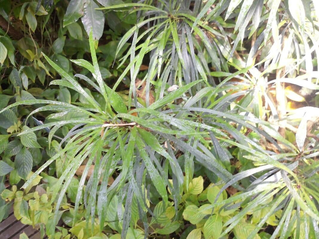 Foliage flower 8
