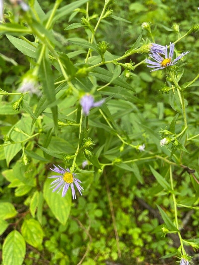 Aster punice