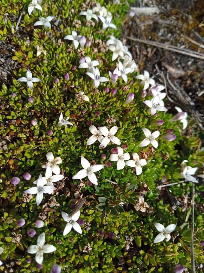 Arcytophyllum muticum 5