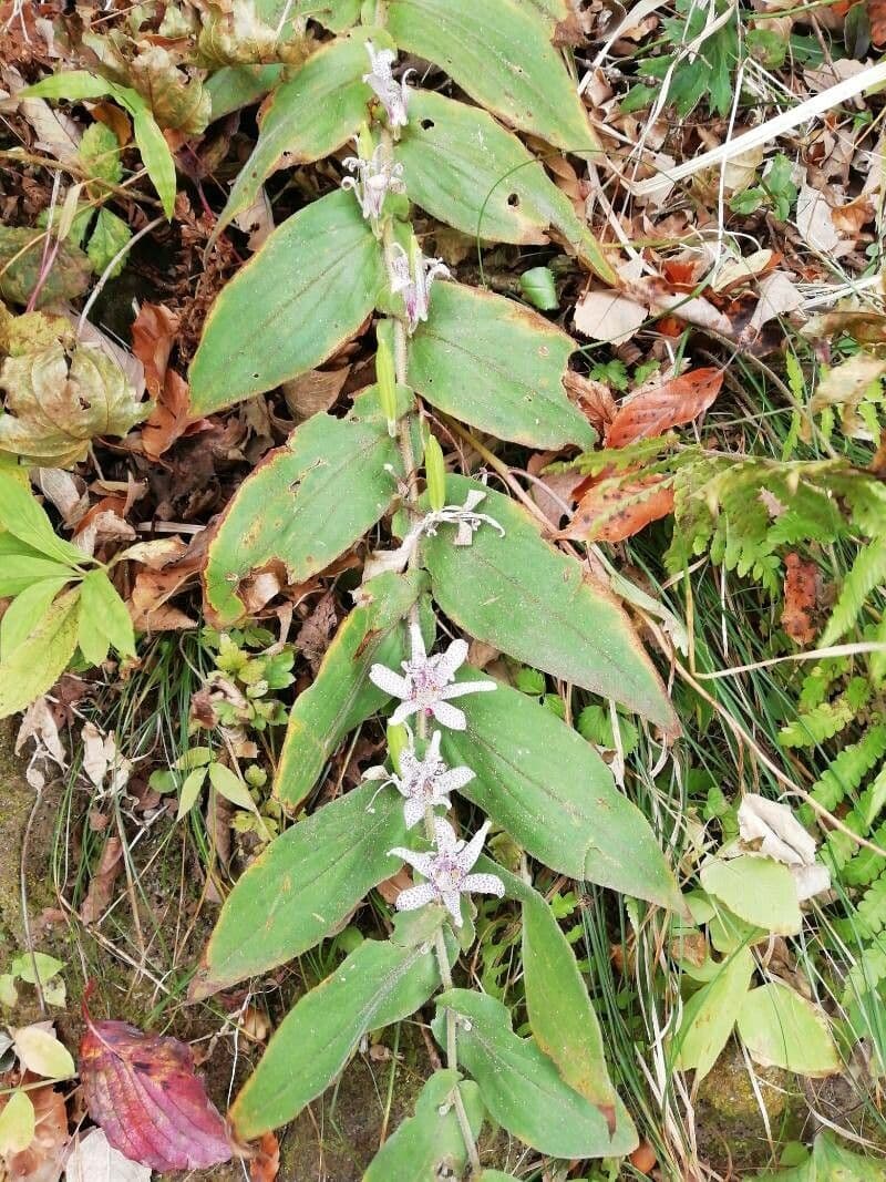 Tricyrtis 8