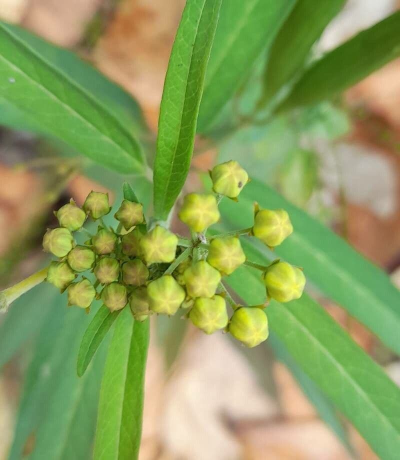 Asclepias dei Caraibi
