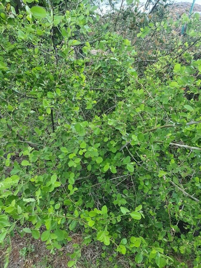 Grewia 10