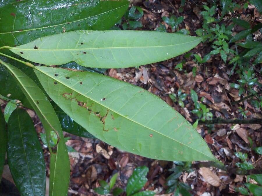 Protium apiculado 2