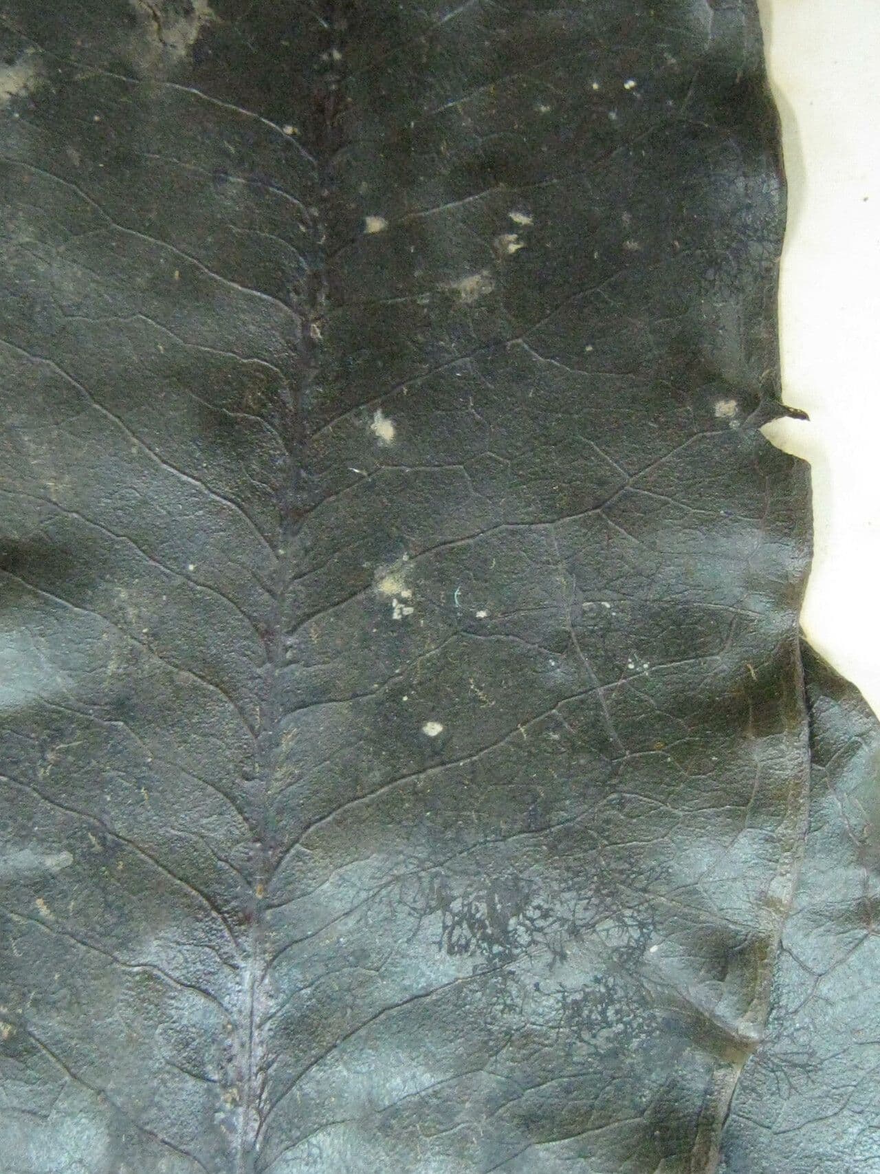 Schwarzer Trauerbaum