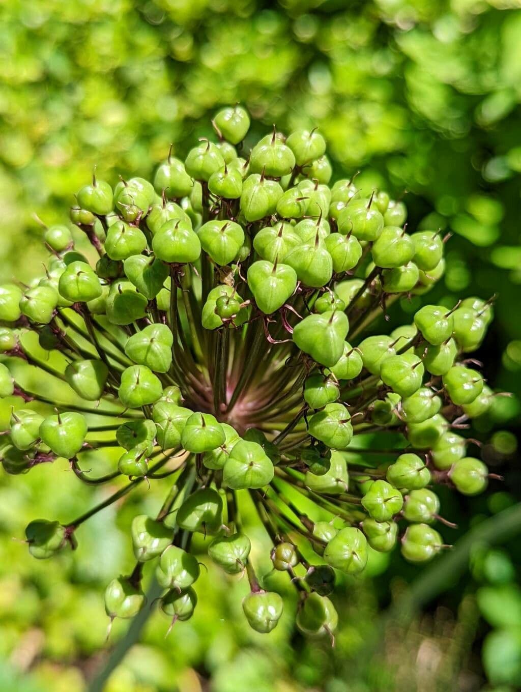 Aglio