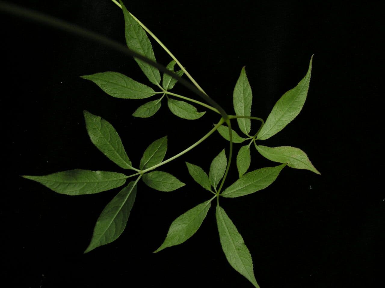 Pseudoginseng 2