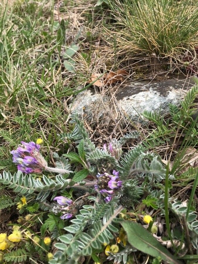 Falkenblume 12