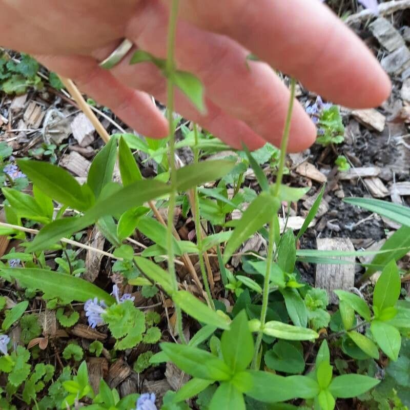 Flox divaricata 12
