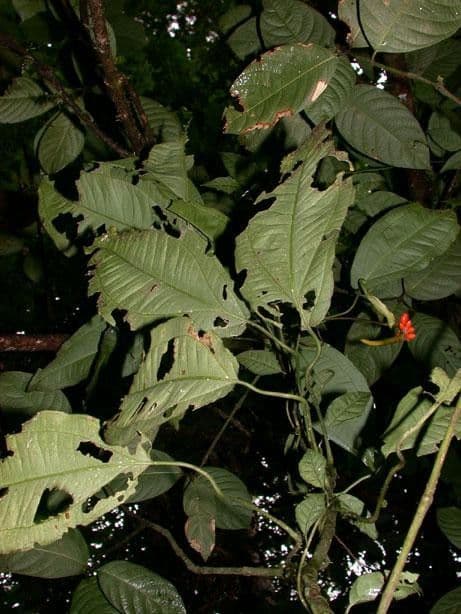 Anthurium 13