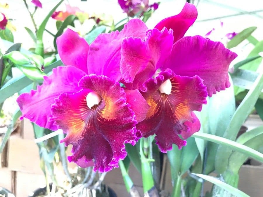 Cattleya di Lueddemann 2