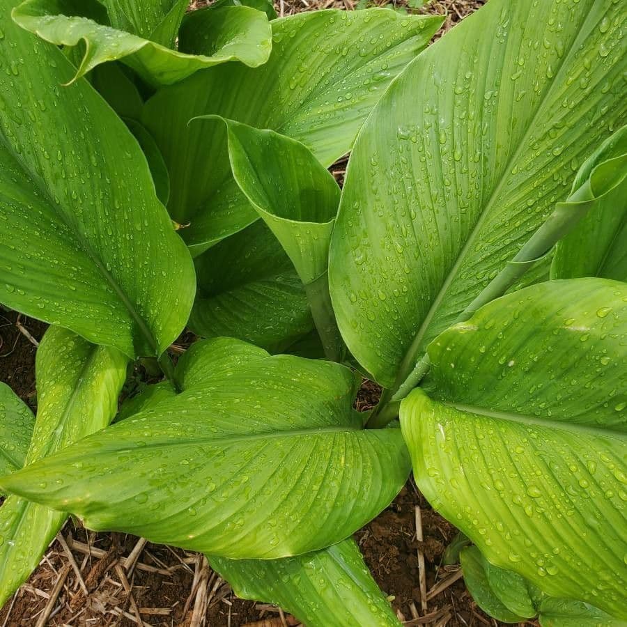 Curcuma aromatica 8