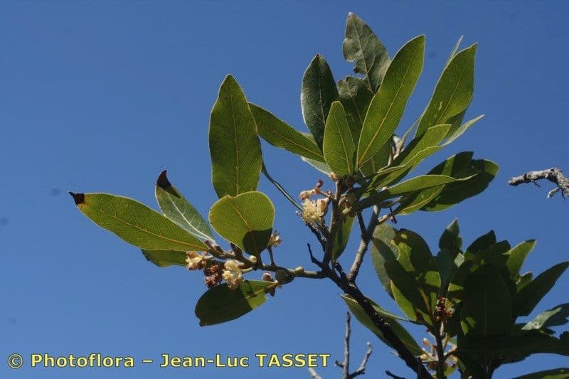 Azorischer Lorbeer 29