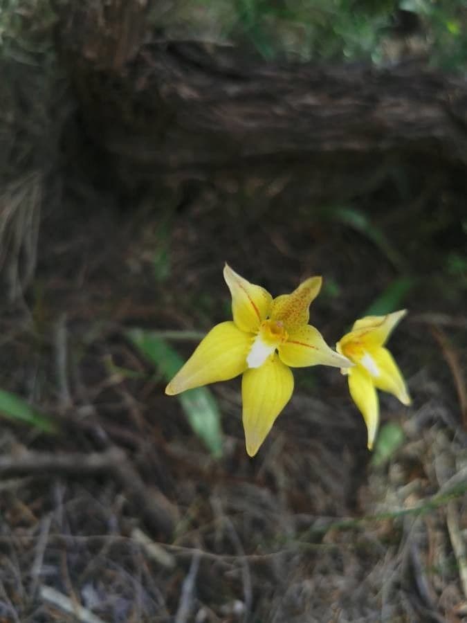 Caladenia flava 4