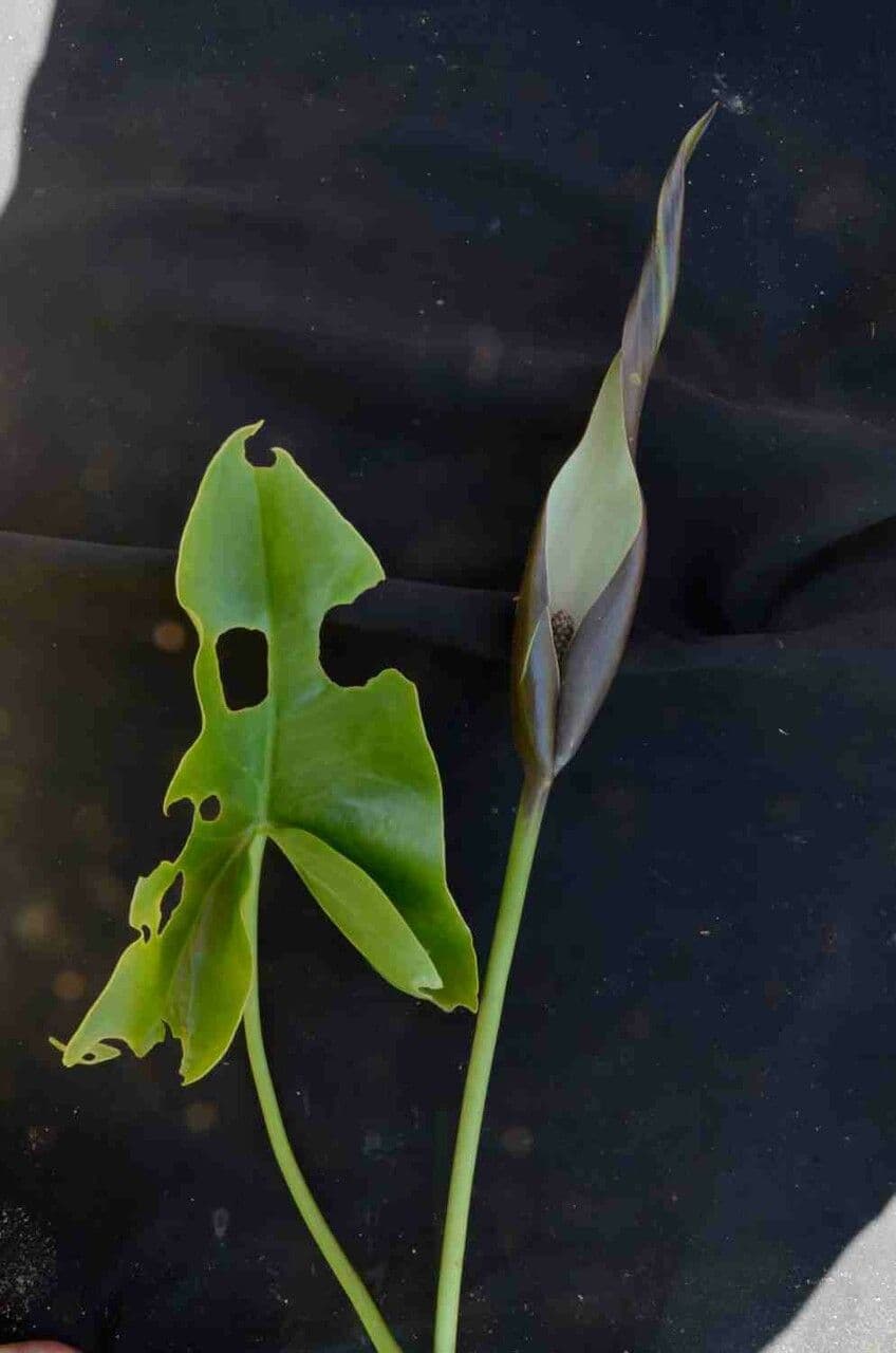 Urospatha 9
