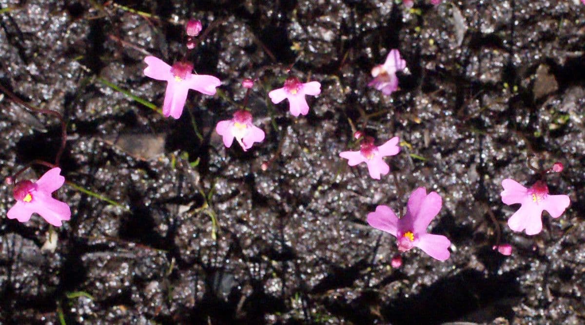 Utricularia multifida 6