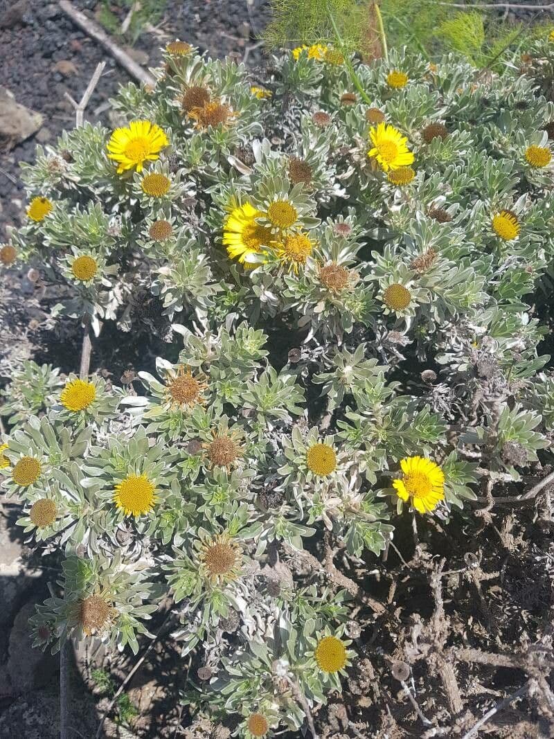 Asteriscus 7