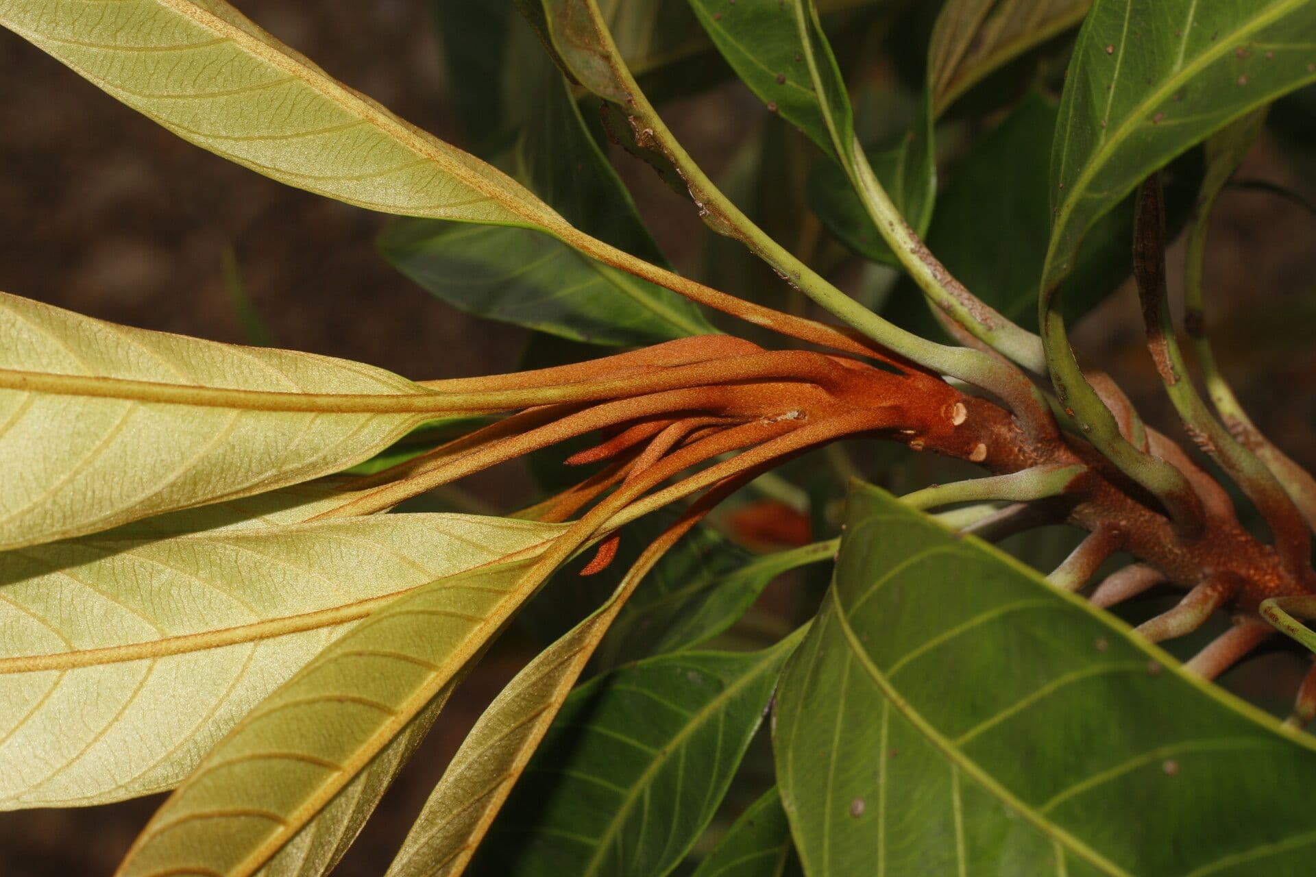 Chrysophyllum 8