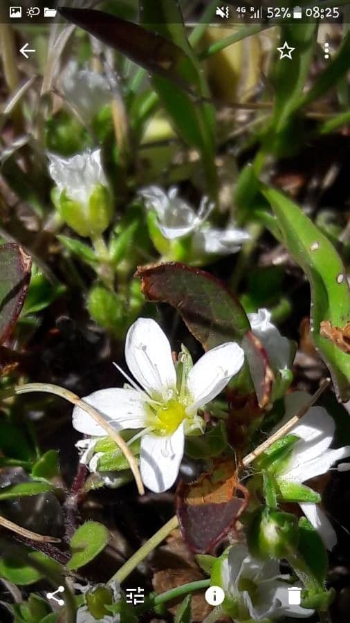 Arenaria ciliata 4