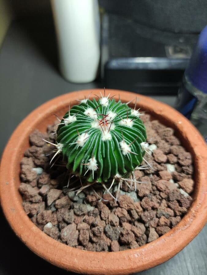 Cactus cervello 10