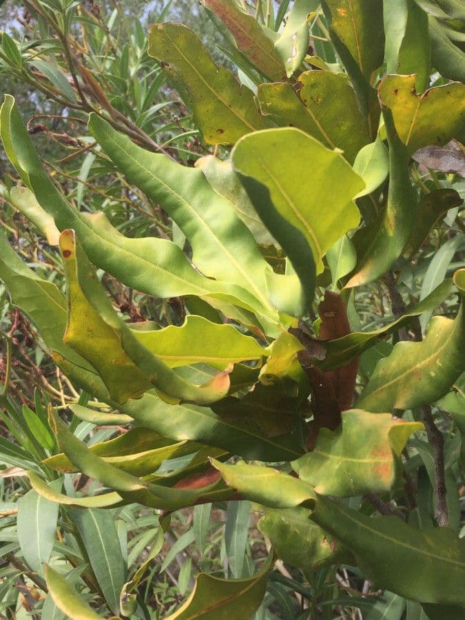 Lophira 6