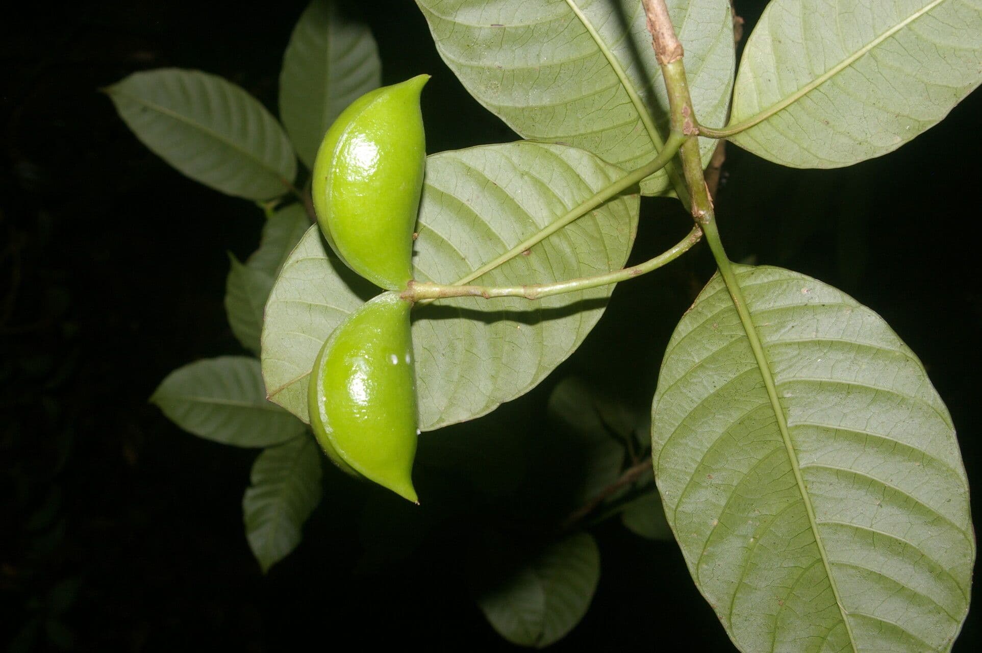 Tabernaemontana 4