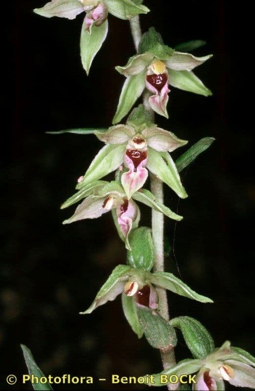 Epipactis leptochila 21