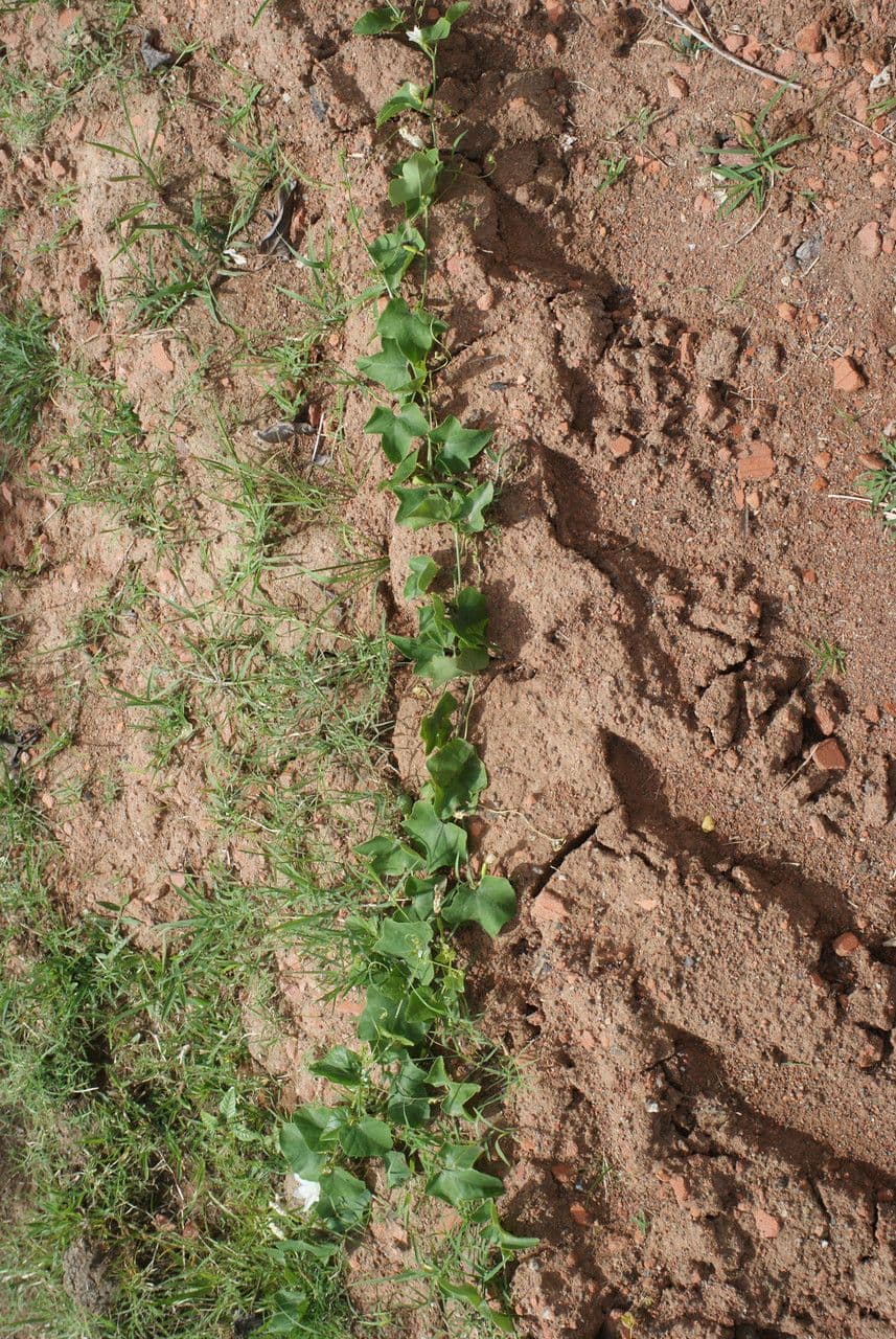Melón escarlata 15