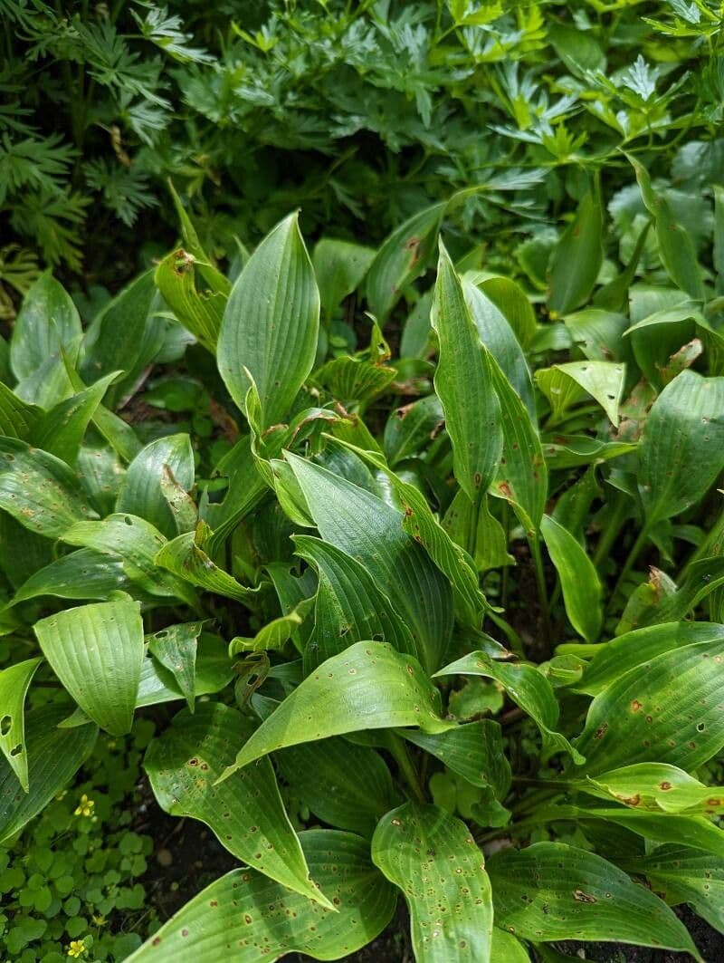 Hosta 10