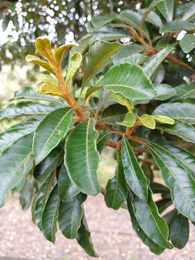Aspidosperma tomentosum 9