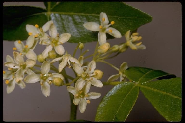 Ptelea crenulata 8