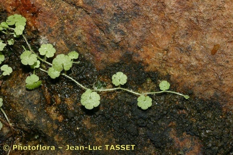 Sibthorpia Europaea 20