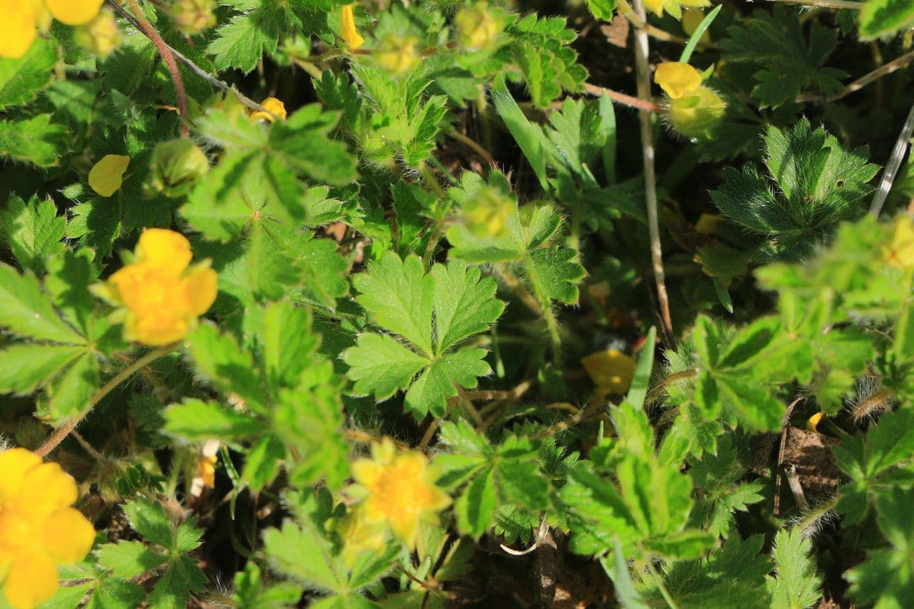 Potentilla 15