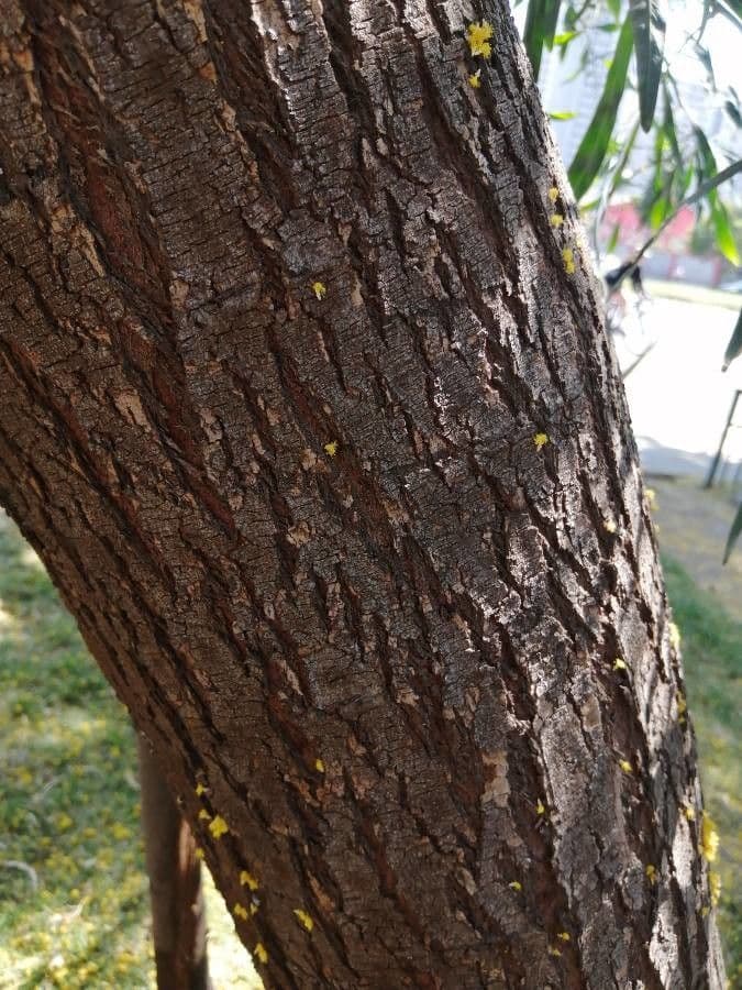 Acacia saligna 23