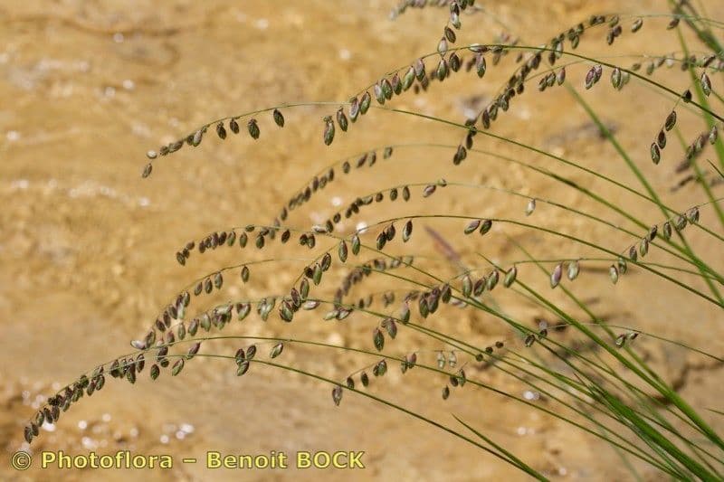 Erba perla pendula 27