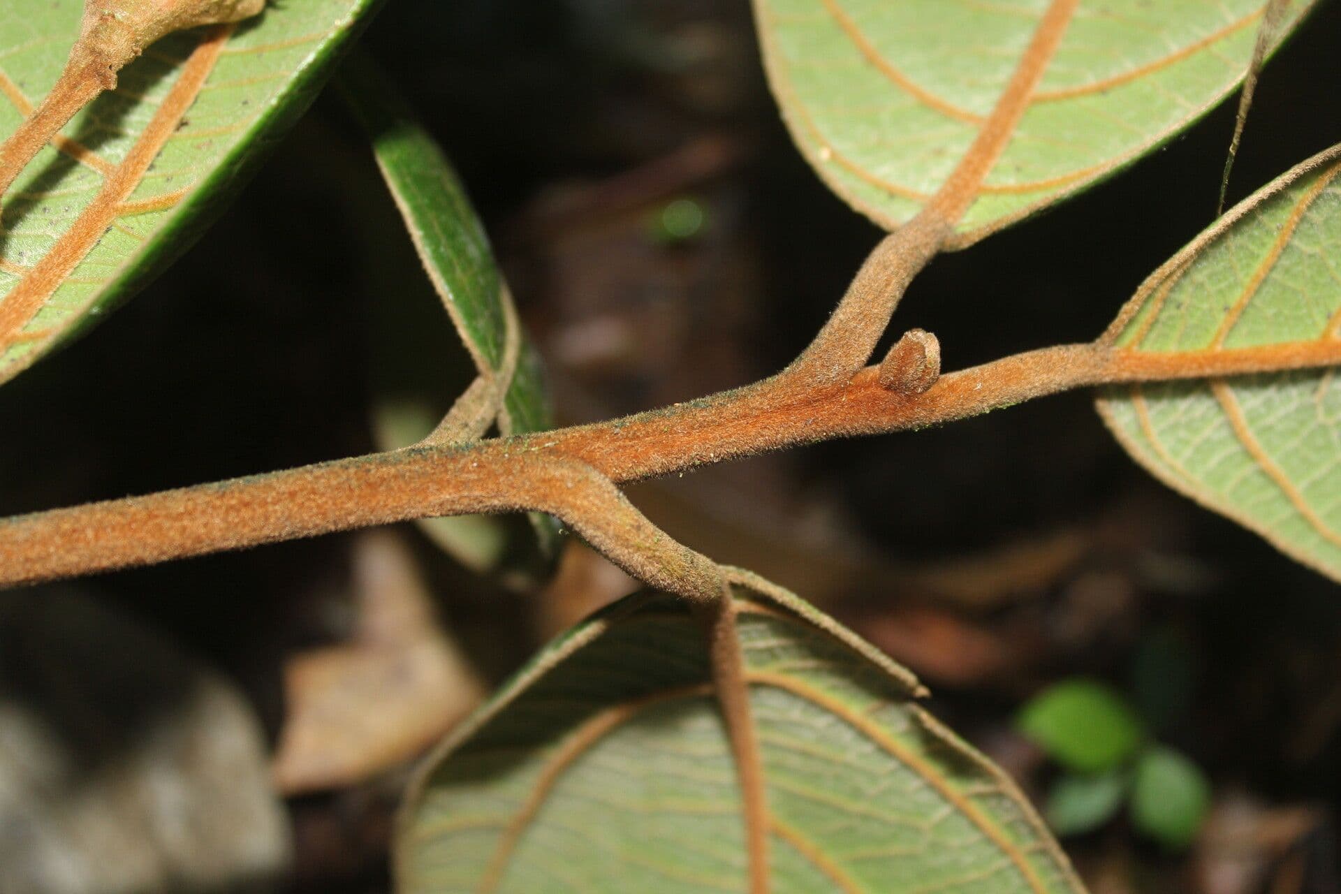 Ocotea 11