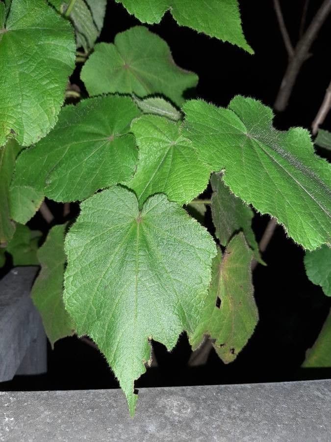 Sparmannia 13