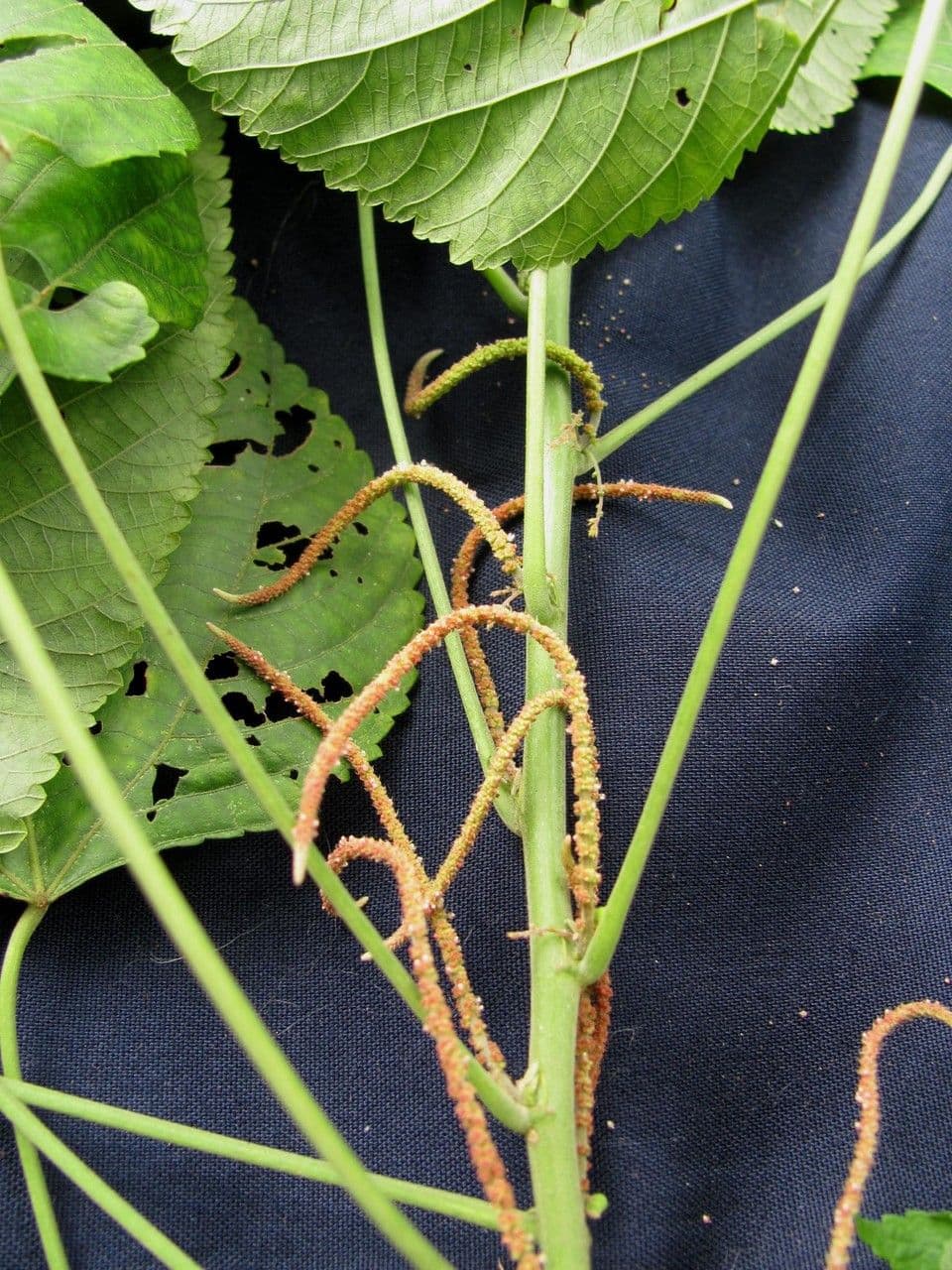 Acalypha villosa 3
