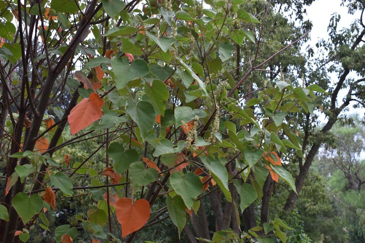 Croton 8