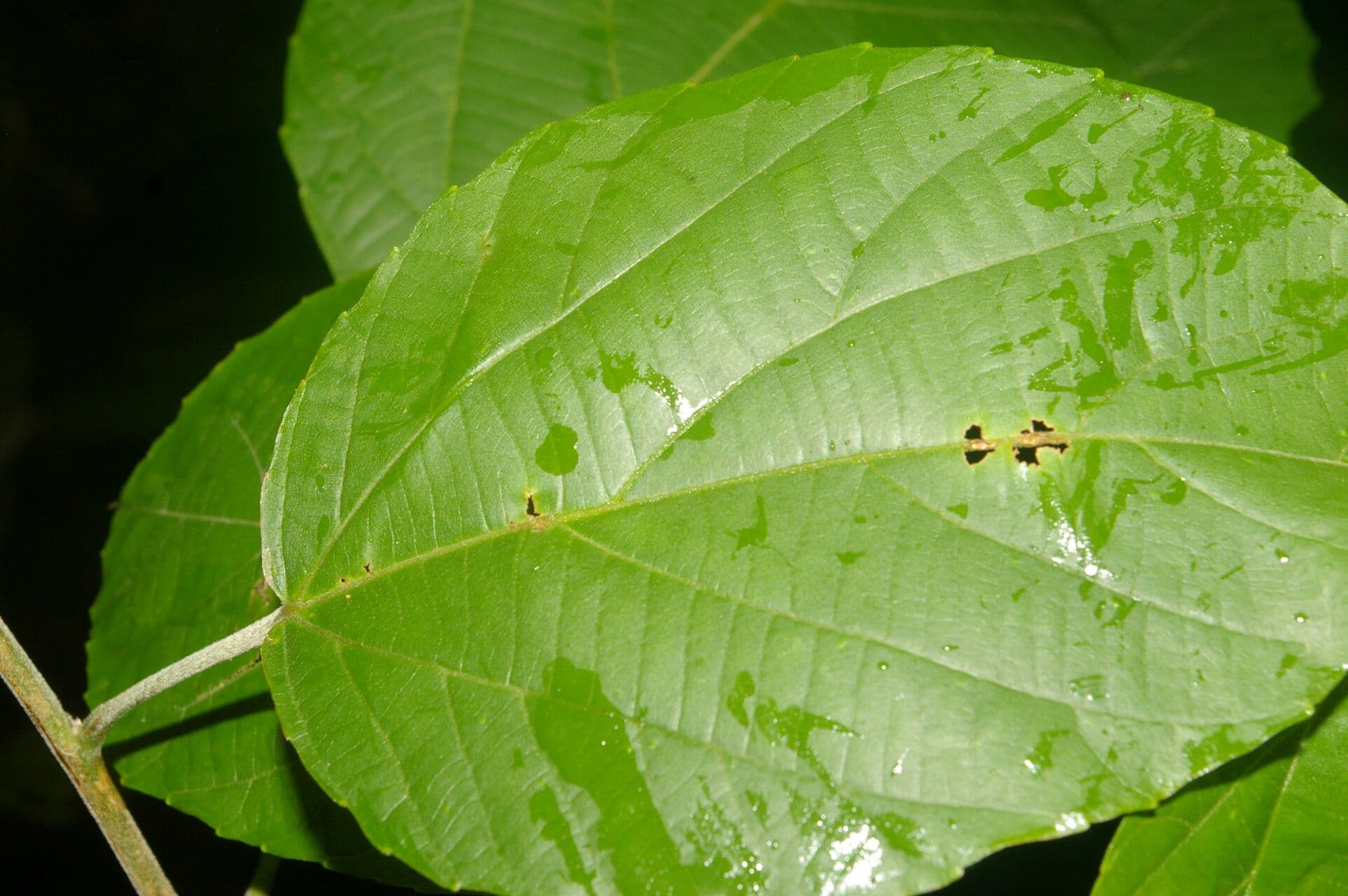 Conceveiba