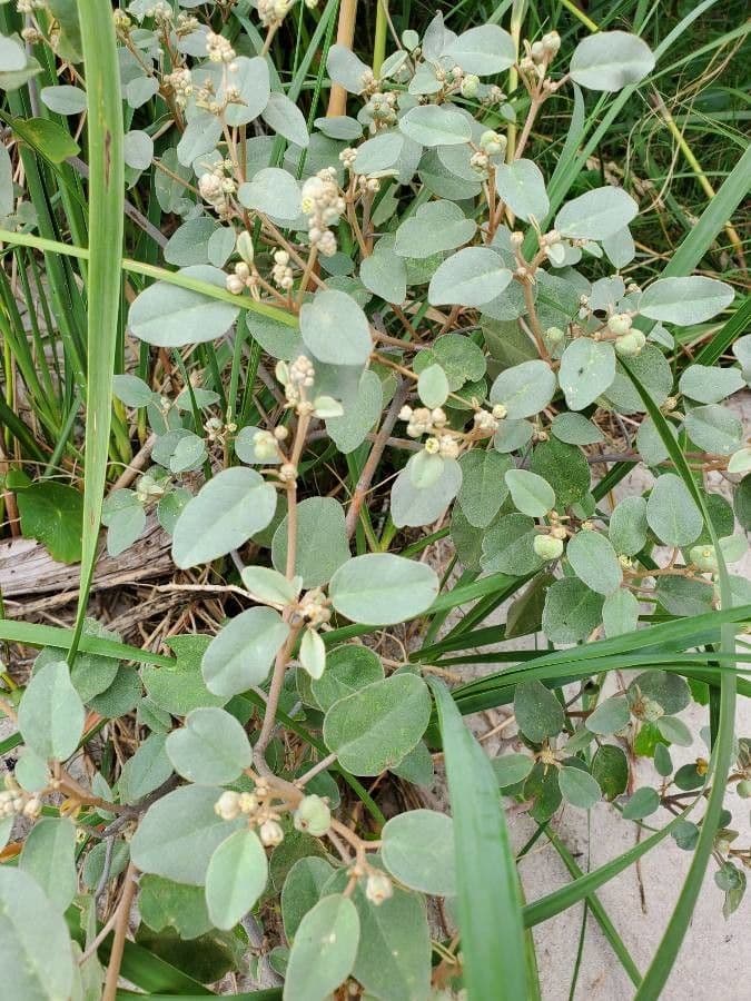 Croton punctatus 3