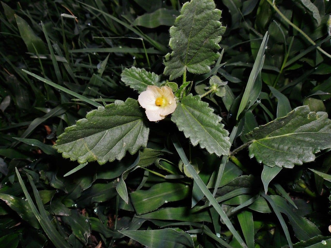 Rhynchosida 6
