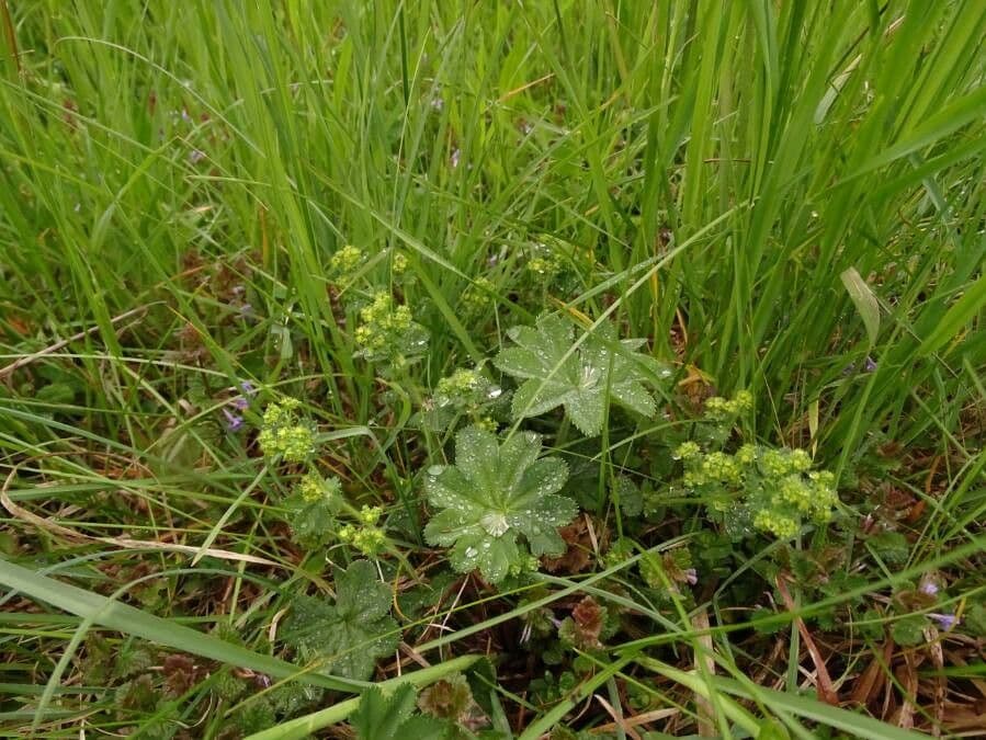 Alchemilla comune 24