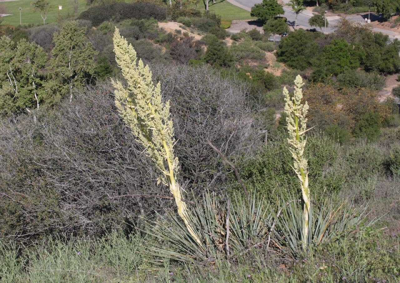 Nolina cismontana 3