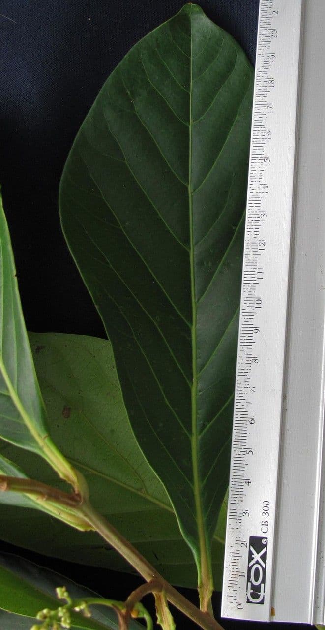Ocotea insulare 19