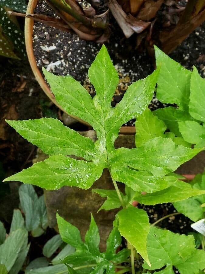 Contrayerba 18