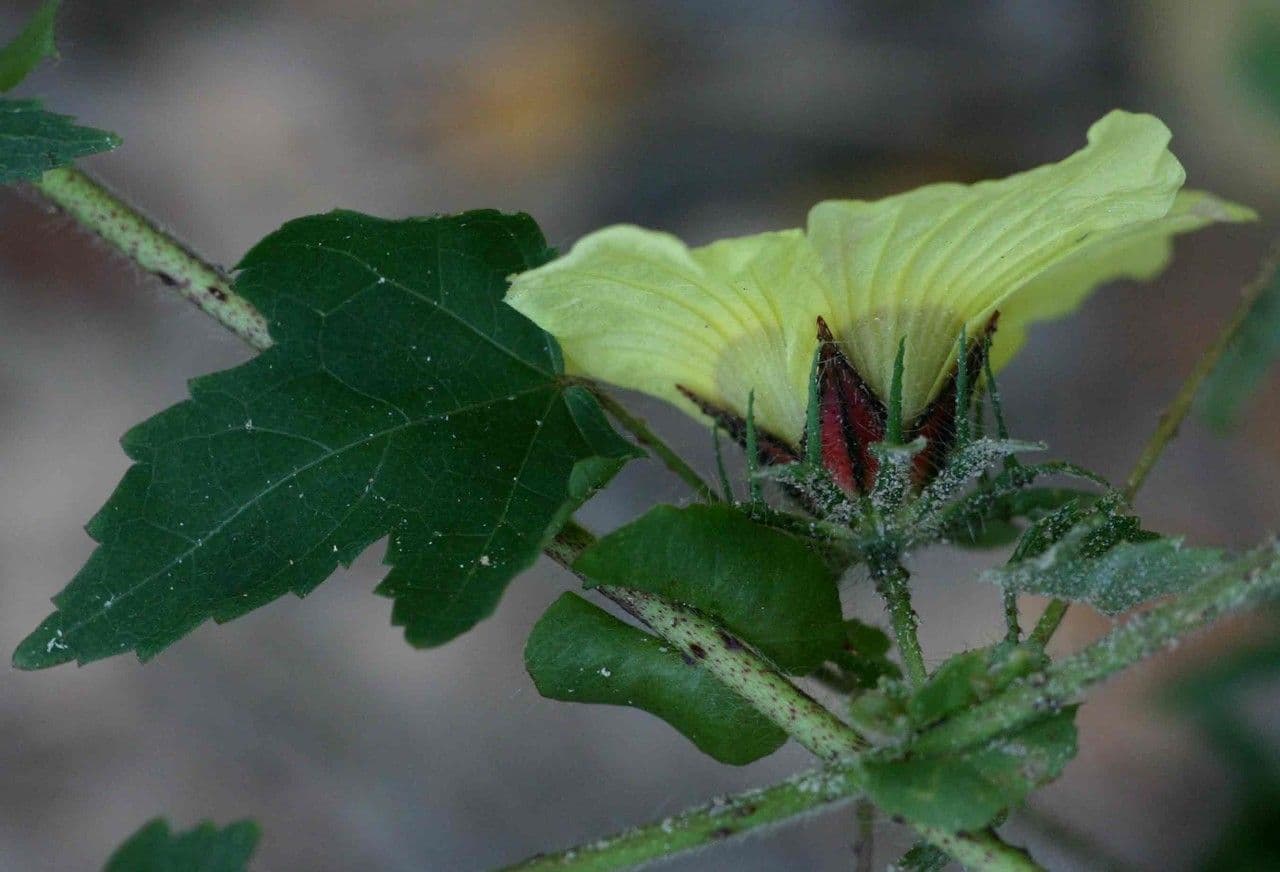 Hibiscus à aiguillons 3